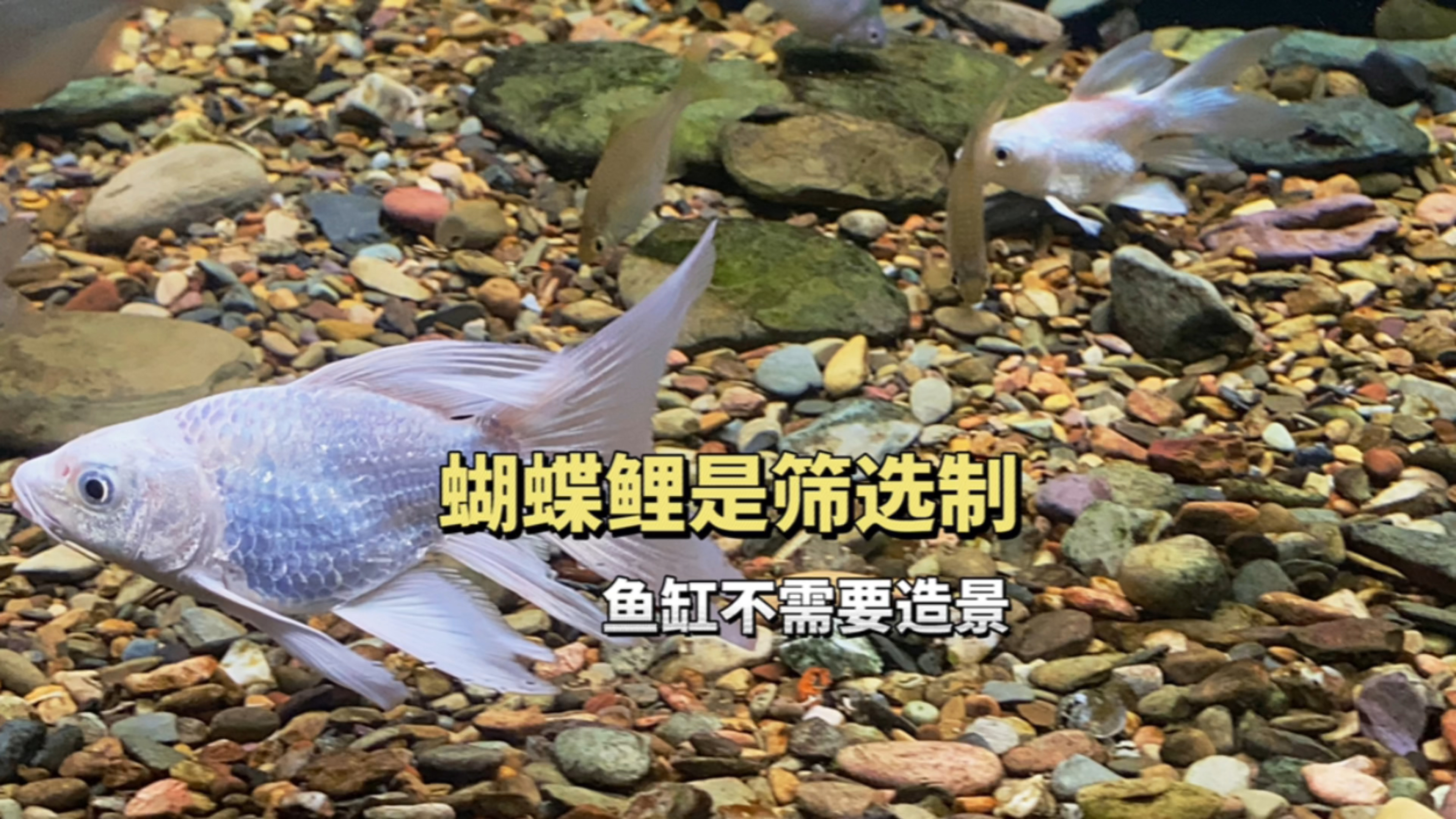 蝴蝶鲤哪个品种漂亮?有没有品种卖家自己心里知道