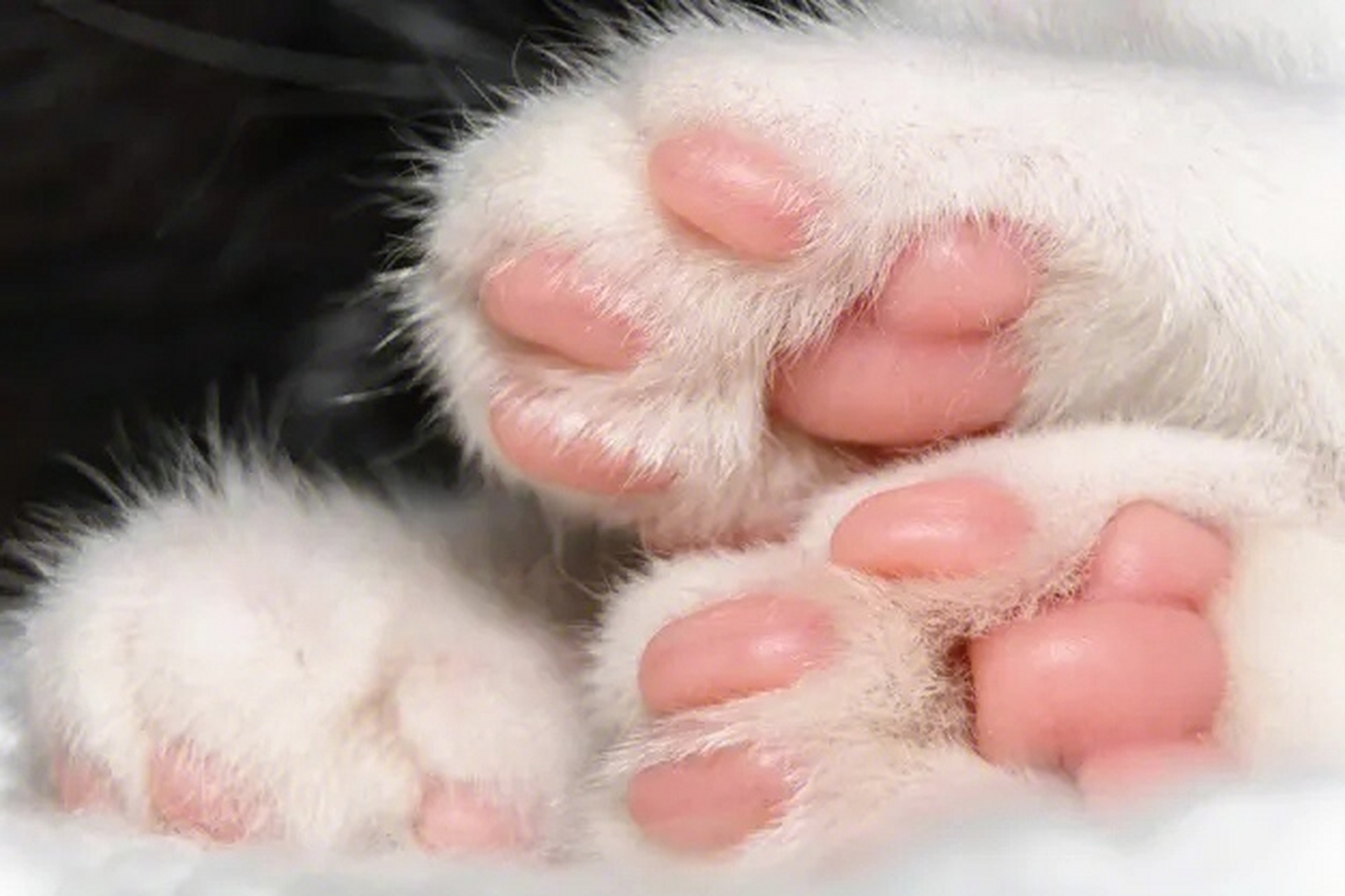猫咪的爪子,粉粉的肉垫,萌化你的心 #趣图搞笑