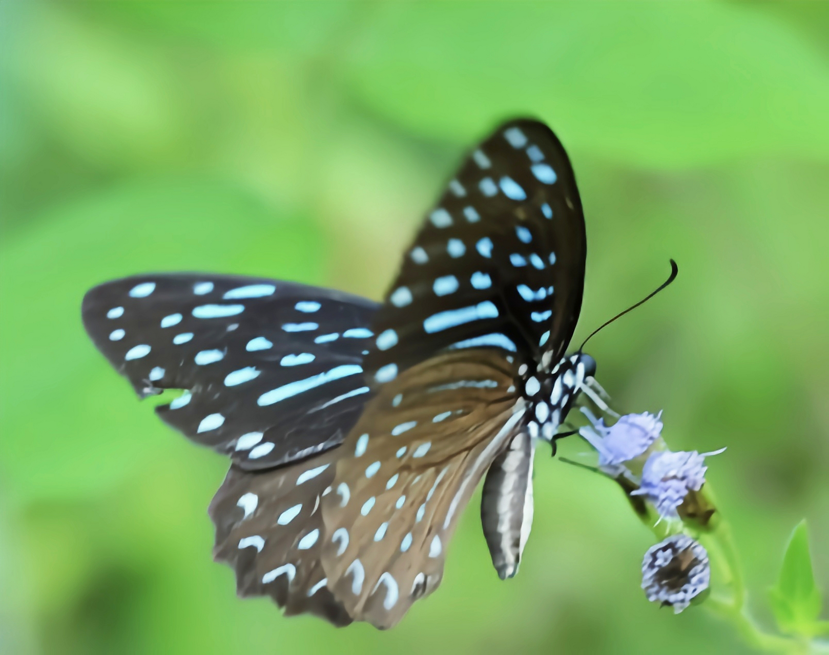 每天认识一种昆虫——细纹凤蝶 细纹凤蝶又名斑马凤蝶,线拟樟凤蝶是