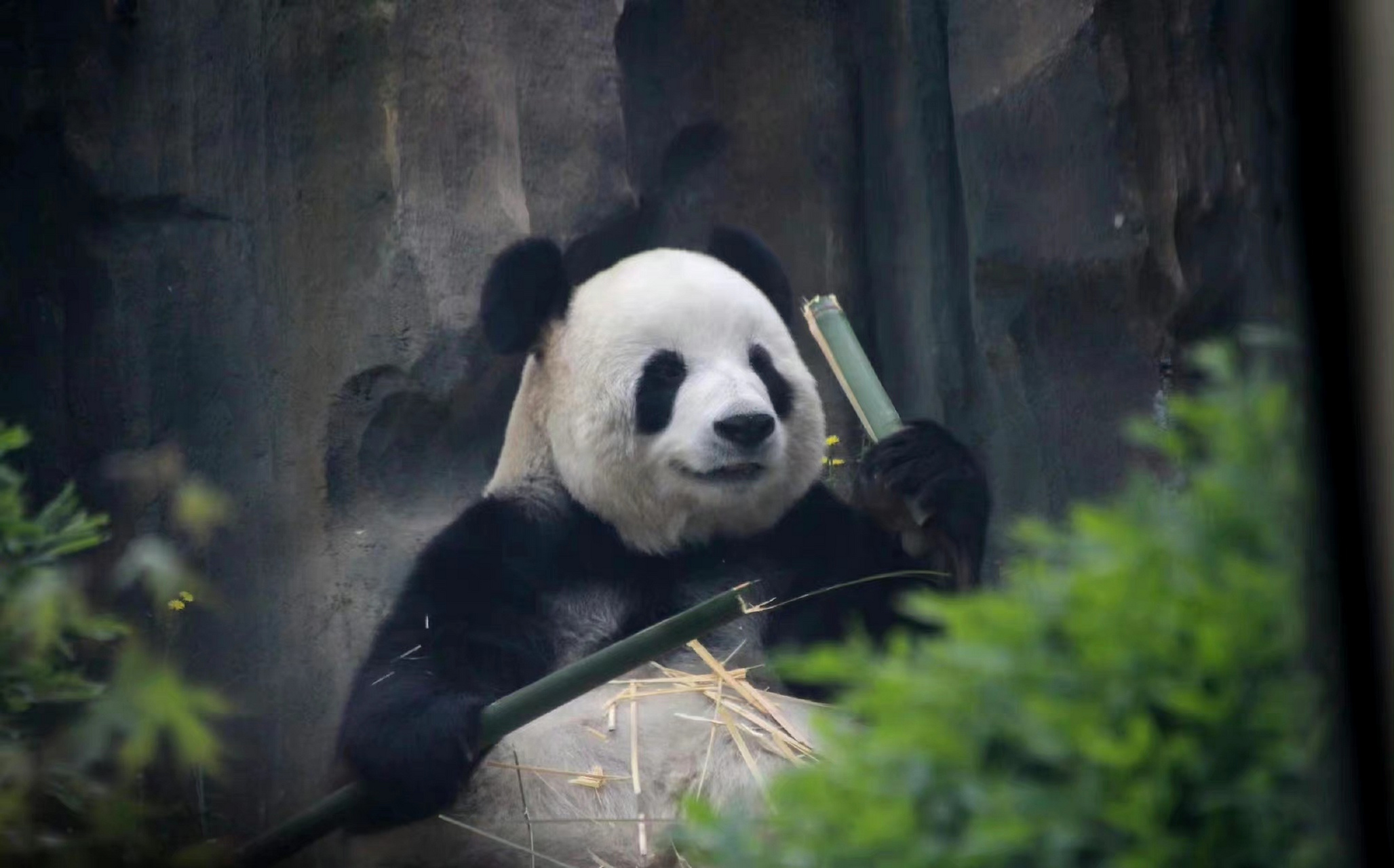 大熊猫飞云# 看,她在对我笑诶[温暖]