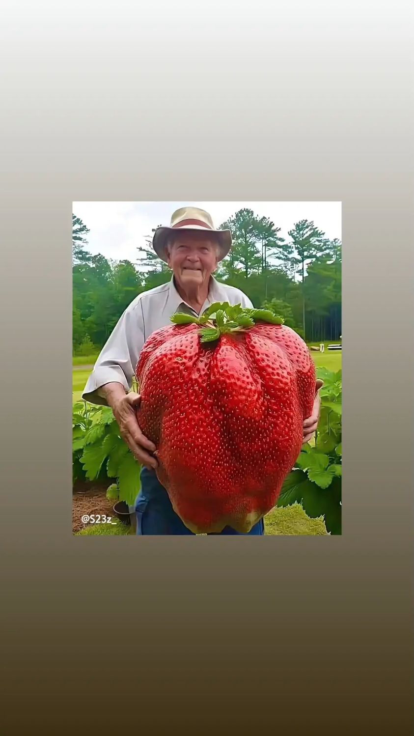 大爷用一身培育出巨型草莓,这一颗能够你炫多久呢