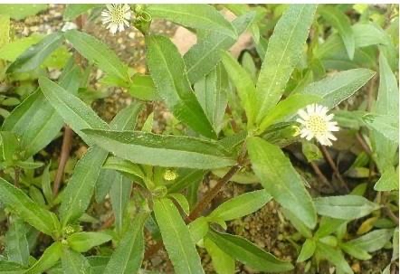 墨旱莲又名乌墨菜