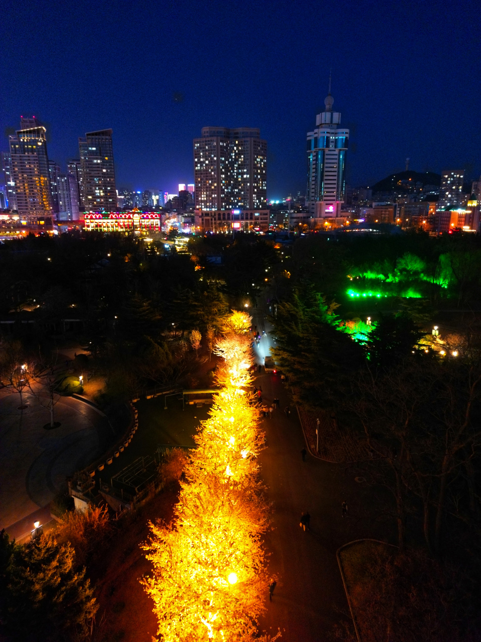 夜晚的大连劳动公园樱花大道,一样很震撼,灯光下,灿若星河,一定要到花