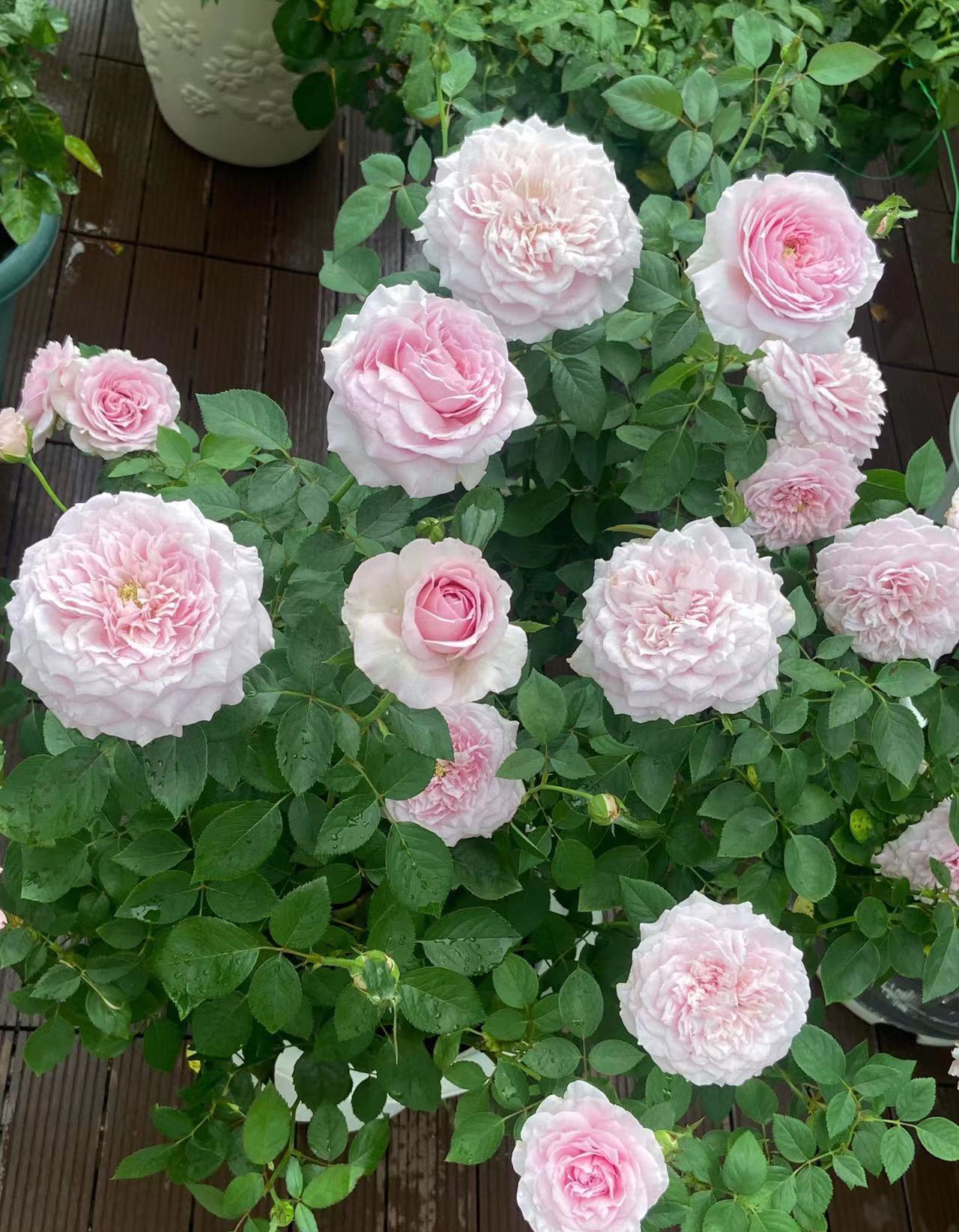 这款月季名叫重启,也叫做重生,或者是外文名音译的帕里蒂尔,是一款蓝