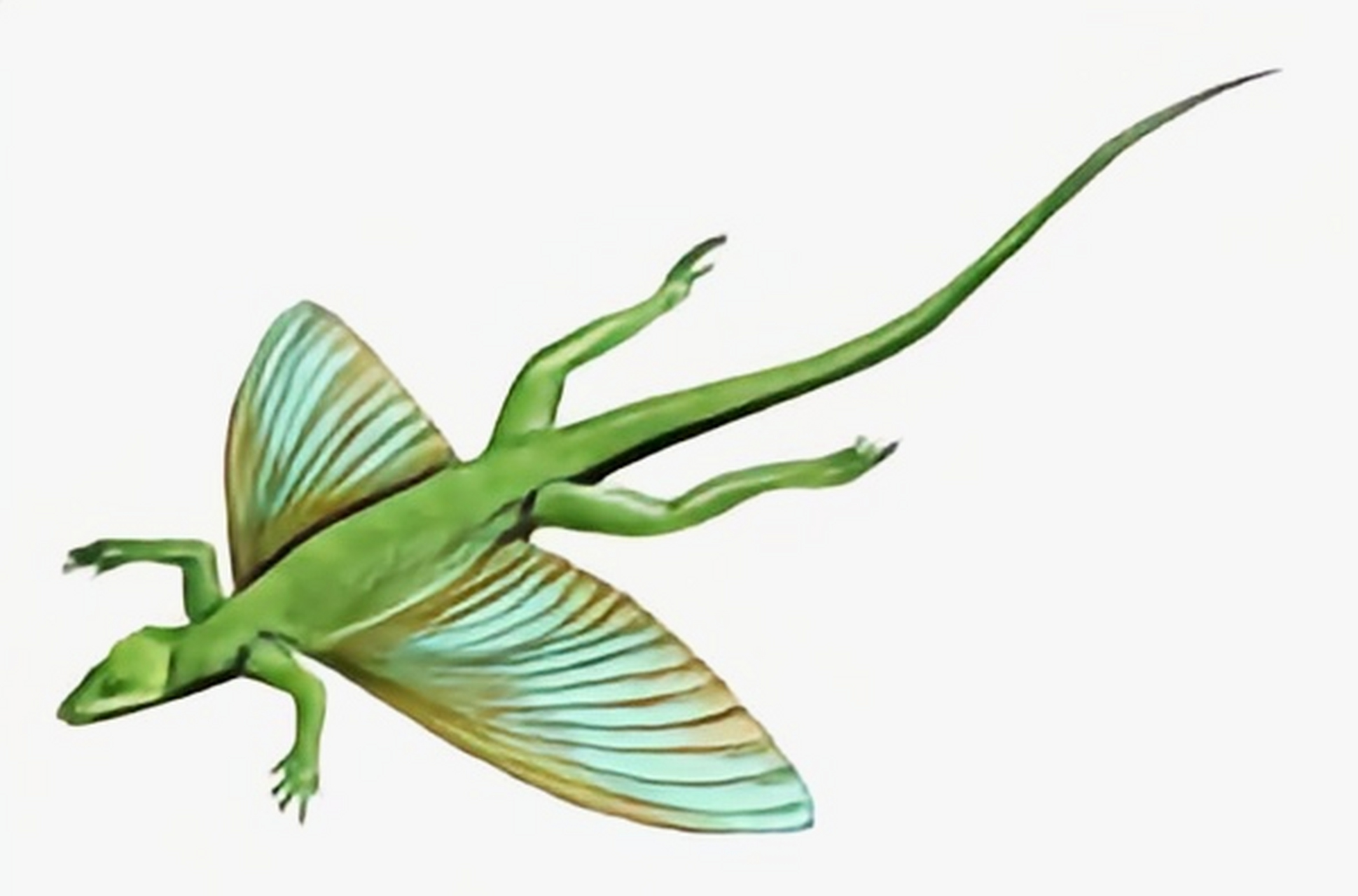 远古生物探秘——空尾蜥 空尾蜥是目前已知的脊椎动