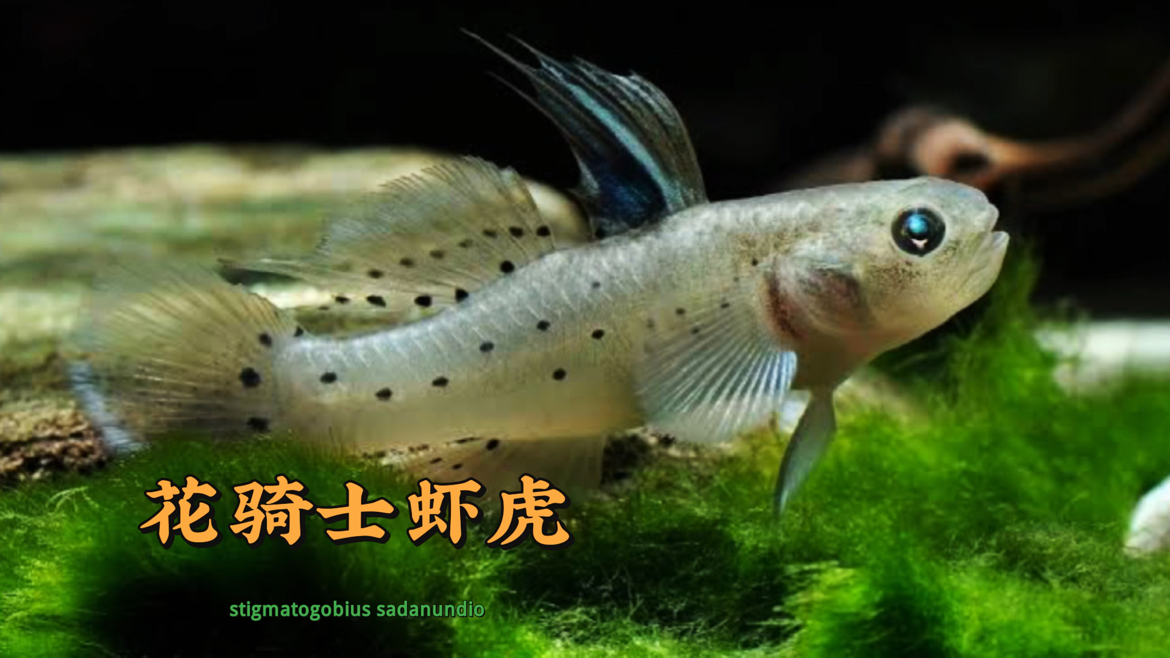 汽水鱼花骑士虾虎