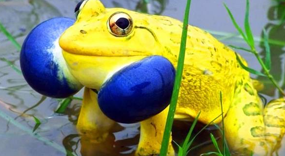 印度农田现大量金色牛蛙,颜色绚丽,场景令人难以置信!