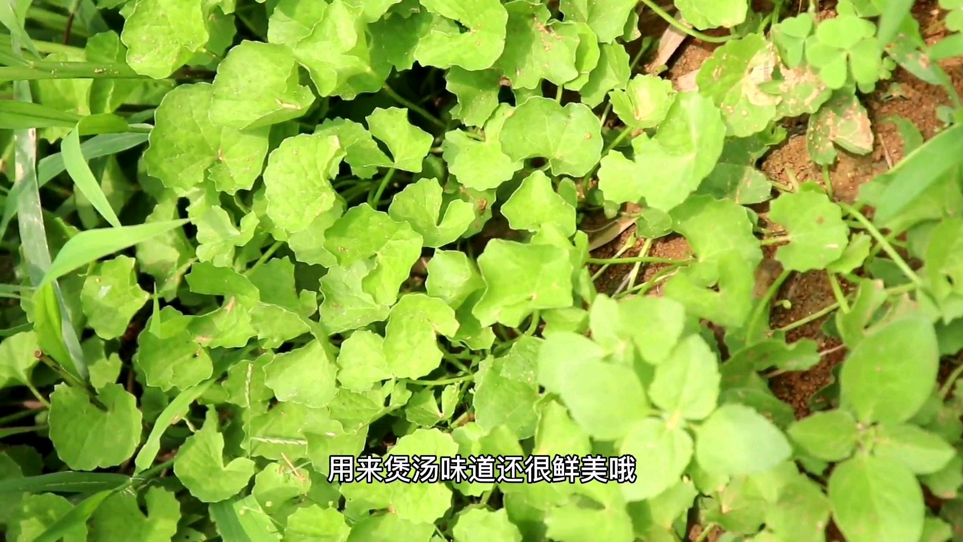 农村常见野菜“灯盏草”不仅能食还有如此功效,半路见到蛇不慌张