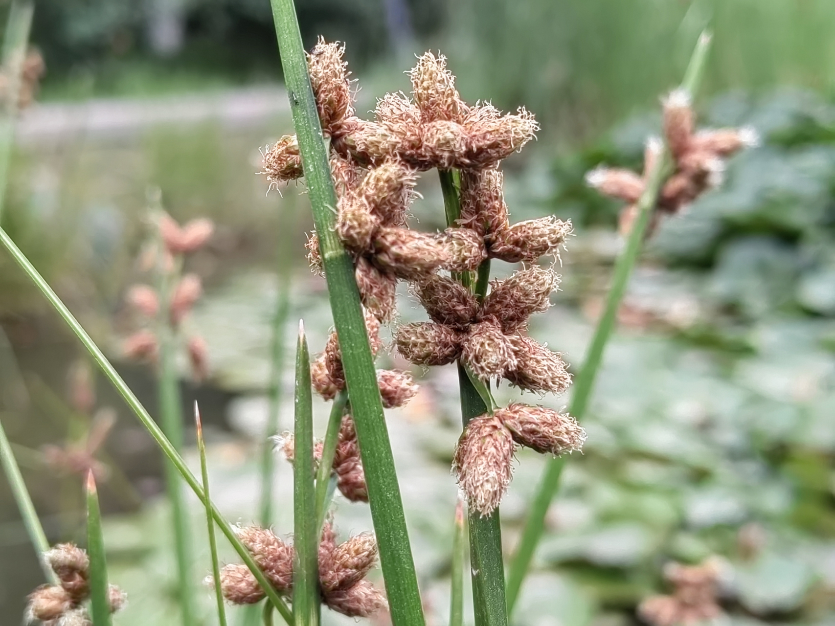 有些地方拿三棱水葱的杆当绳子用,不知道你是否有用过.