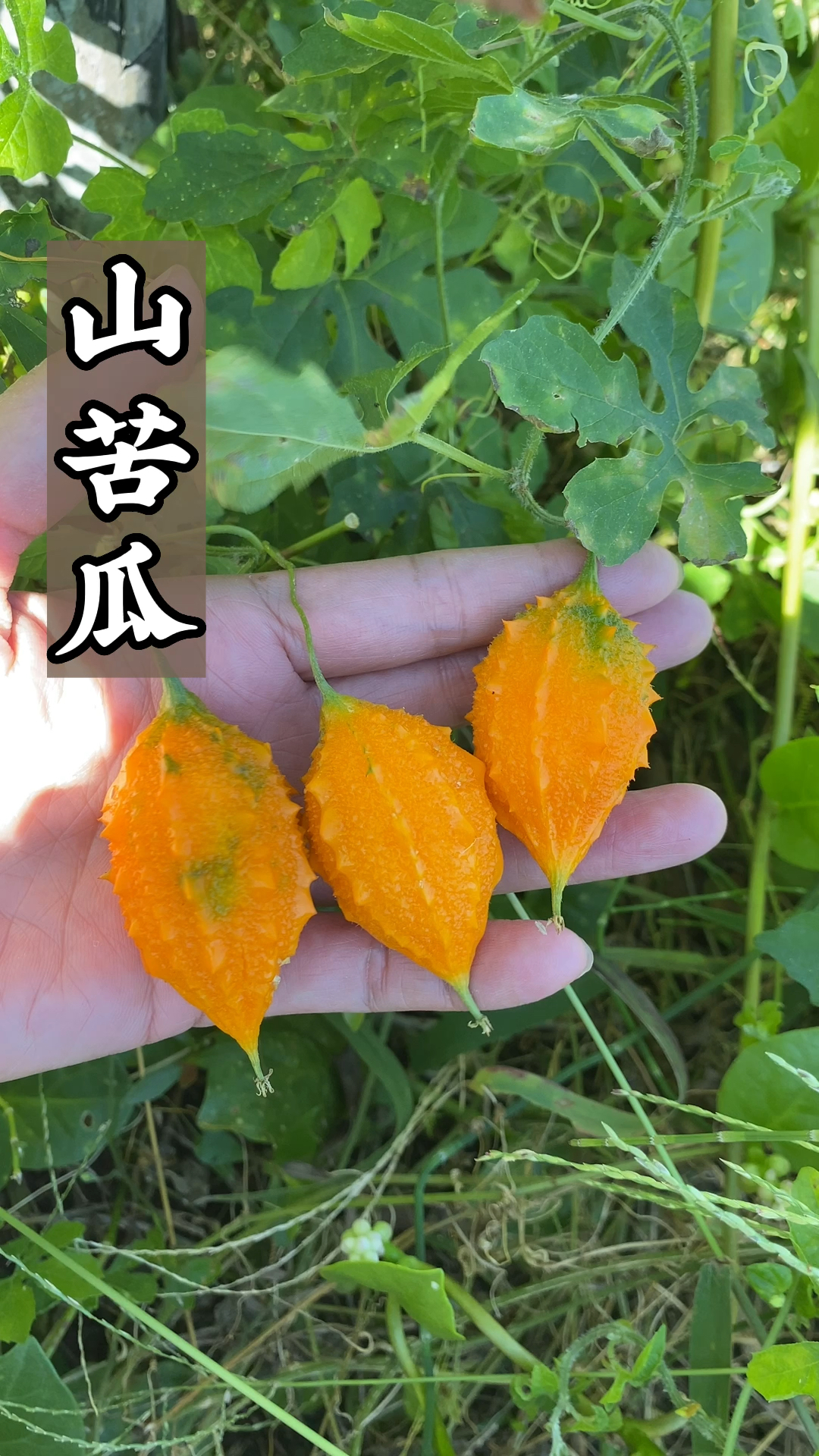 你们见过这么小的野苦瓜吗?