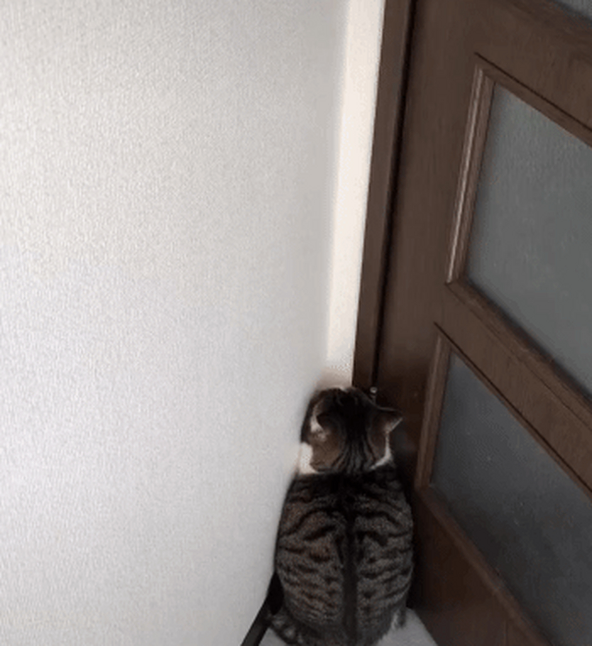 为什么小猫猫生气了喜欢爬在墙角#搞笑萌宠