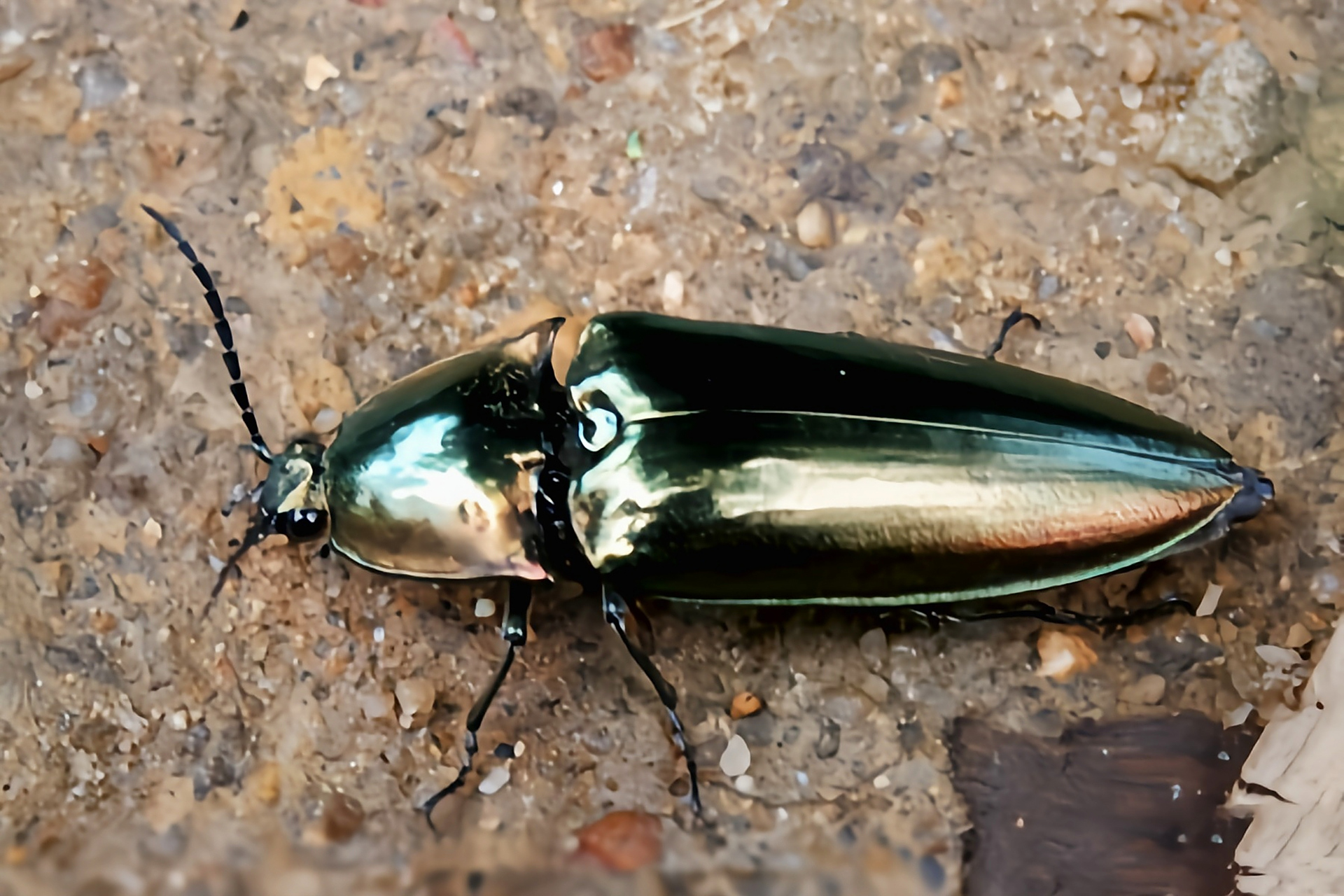 每天认识一种昆虫——松丽叩甲 松丽叩甲别名丽叩甲,磕头虫,跳跳虫,大