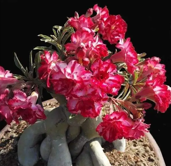 沙漠玫瑰有毒吗适合在室内养吗