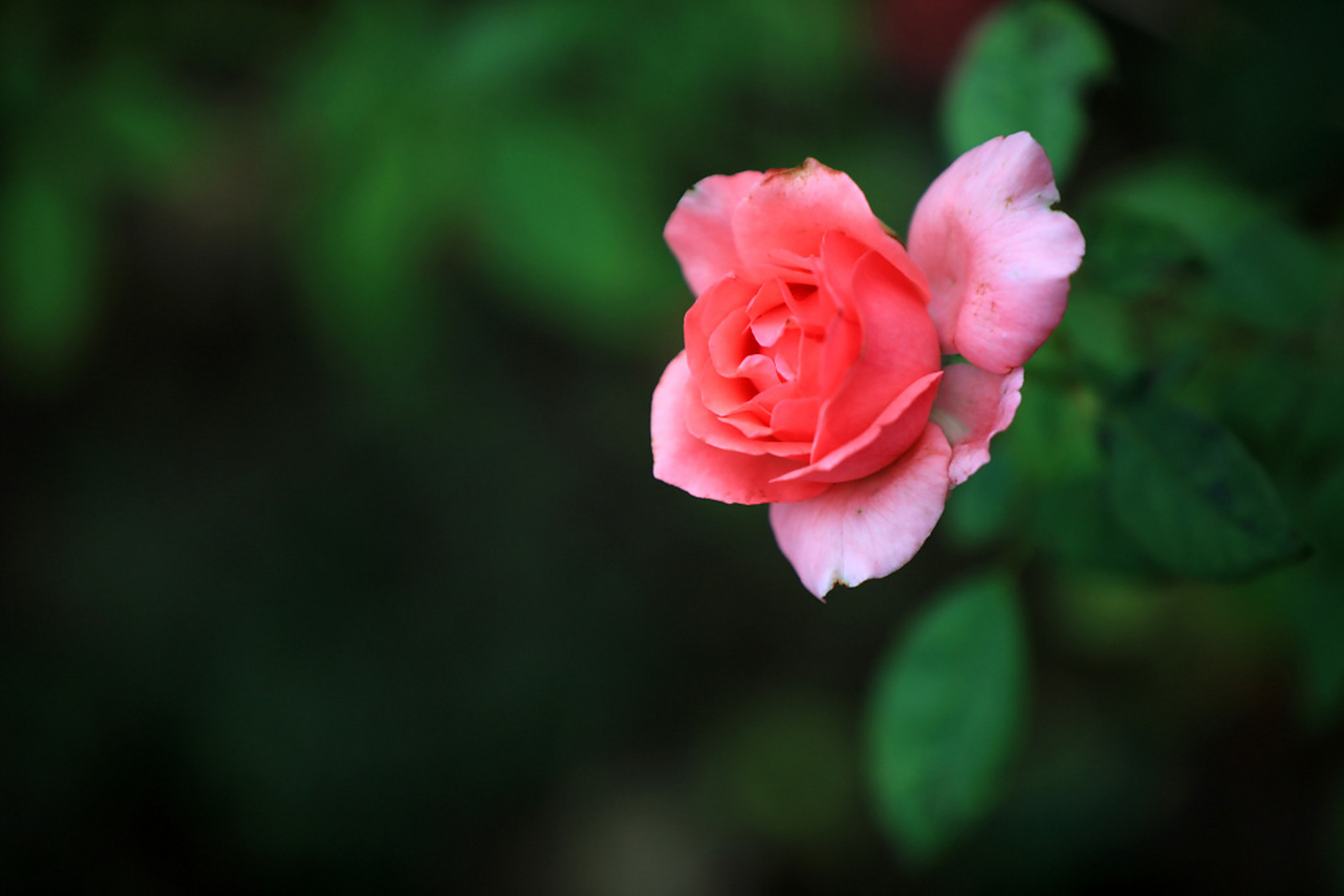 初秋,江苏淮安,楚秀园内的月季花盛开,花香弥漫,五彩斑斓.