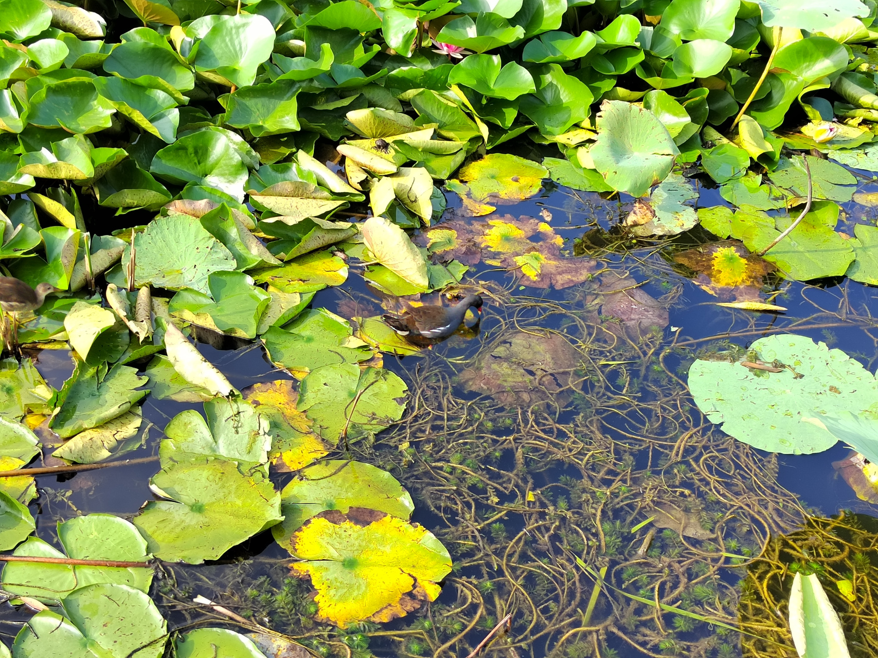 徐州植物园夏天最美去处-荷花池.