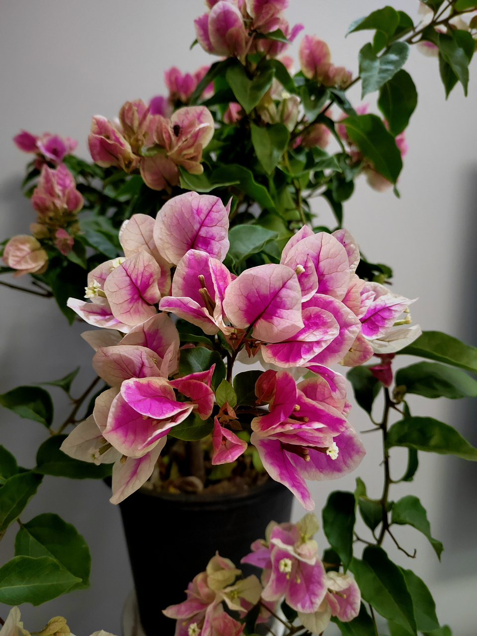 我的三角梅开始争奇斗艳了.