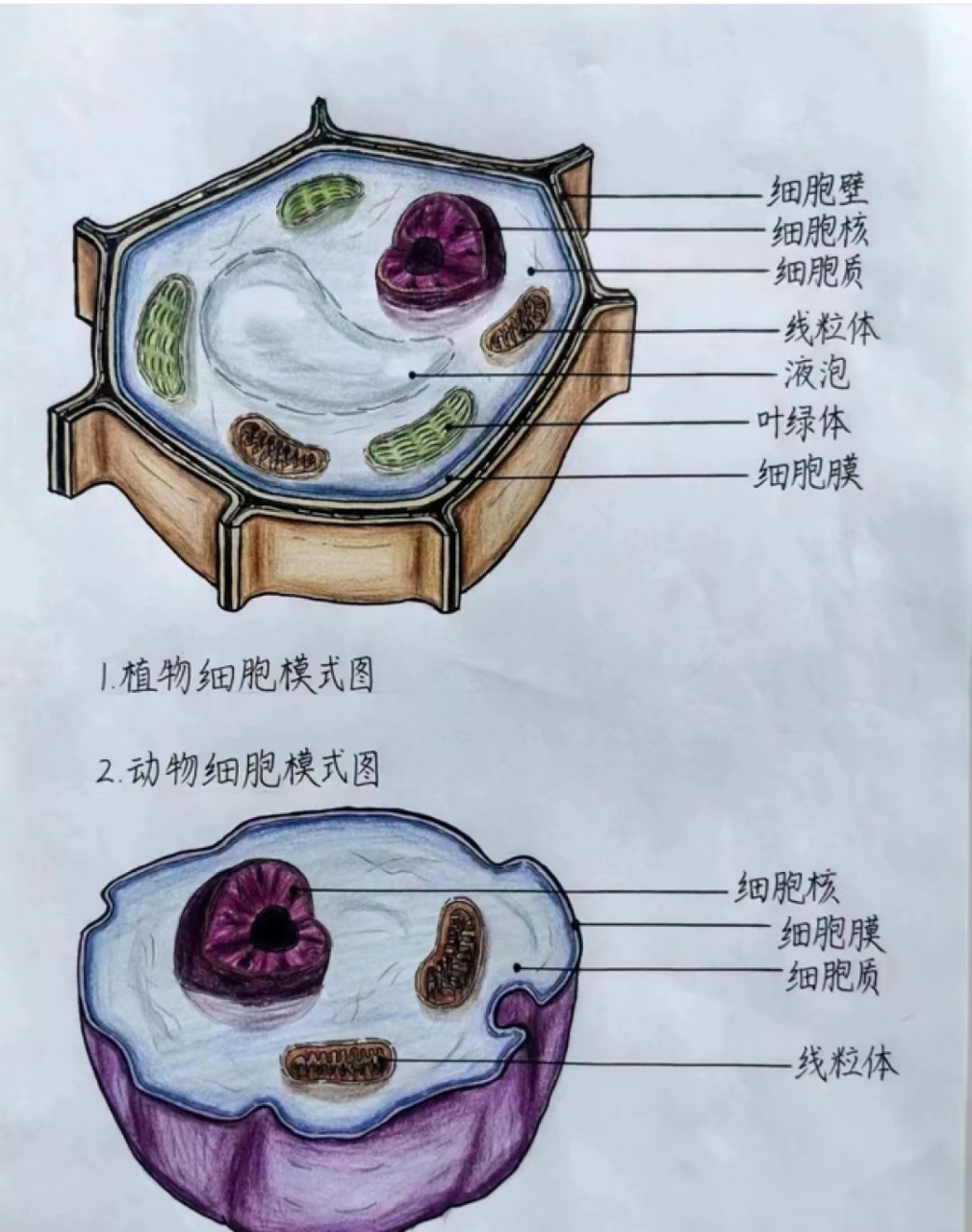 植物和动物细胞模式图,这得需要多长时间才能画完啊!