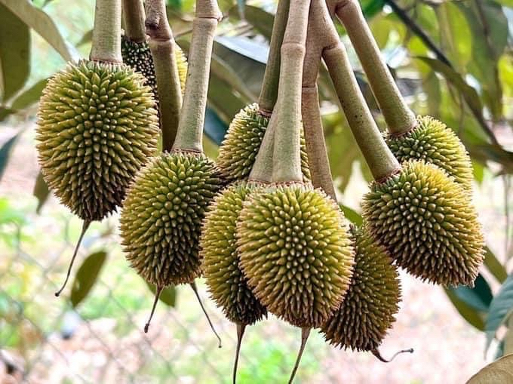 很多人都爱吃榴莲,但你见过榴莲开花结果的样子吗?