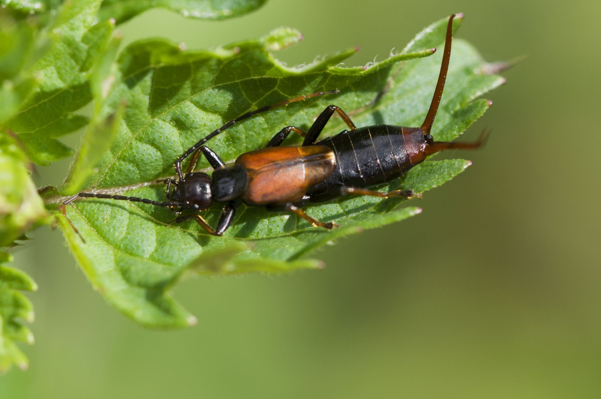 蠼螋,别名夹板虫,戏称夹鳖虫