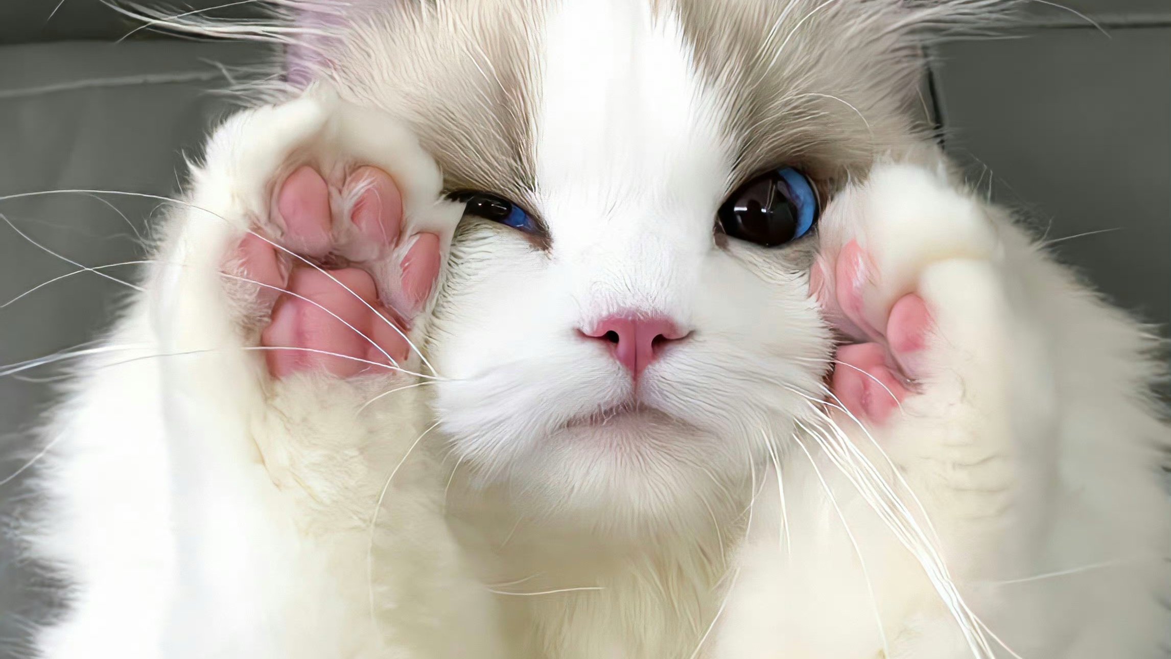 超可爱小猫WeChat头像大放送