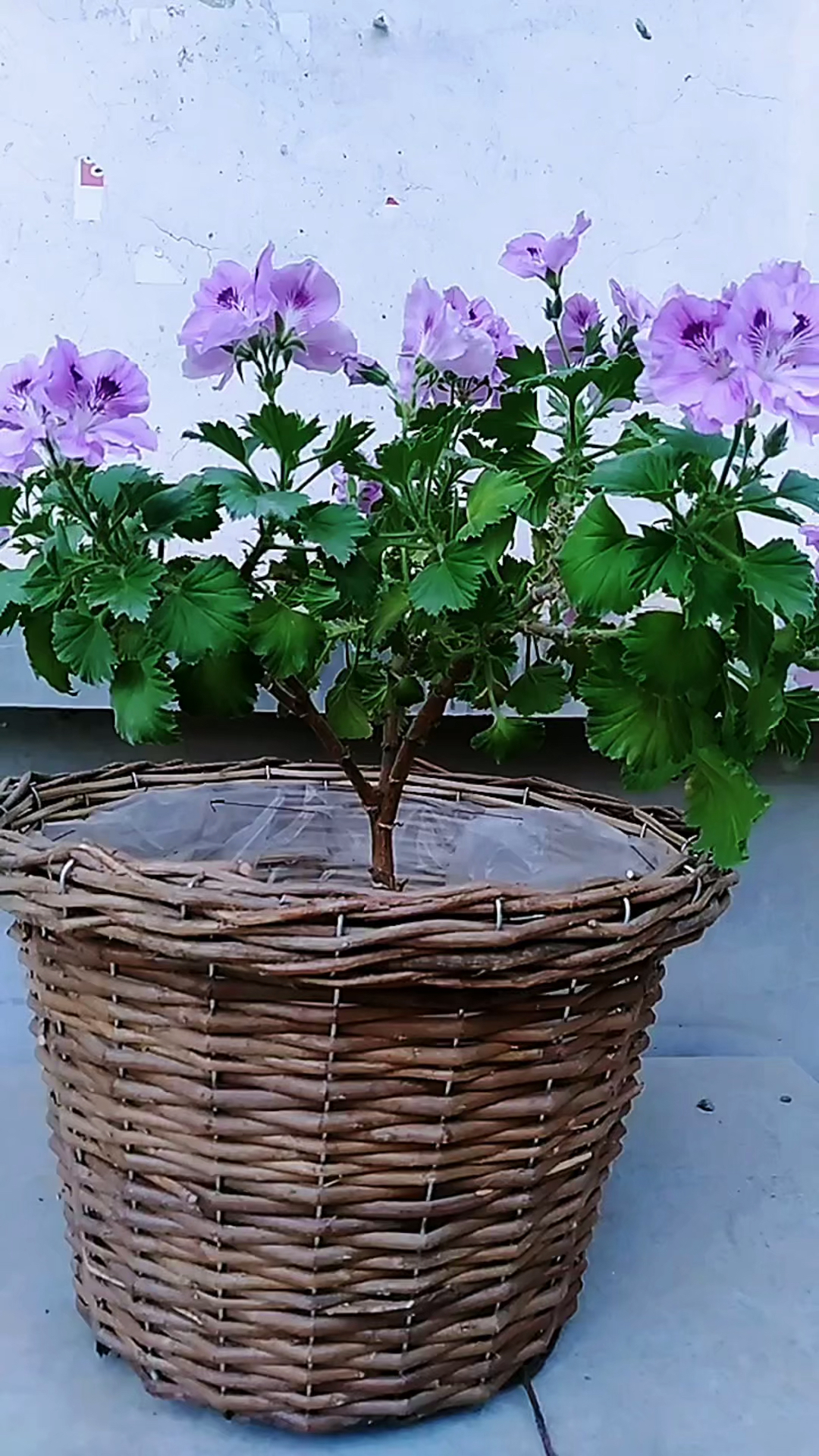 天竺葵又名入腊红,非常好看