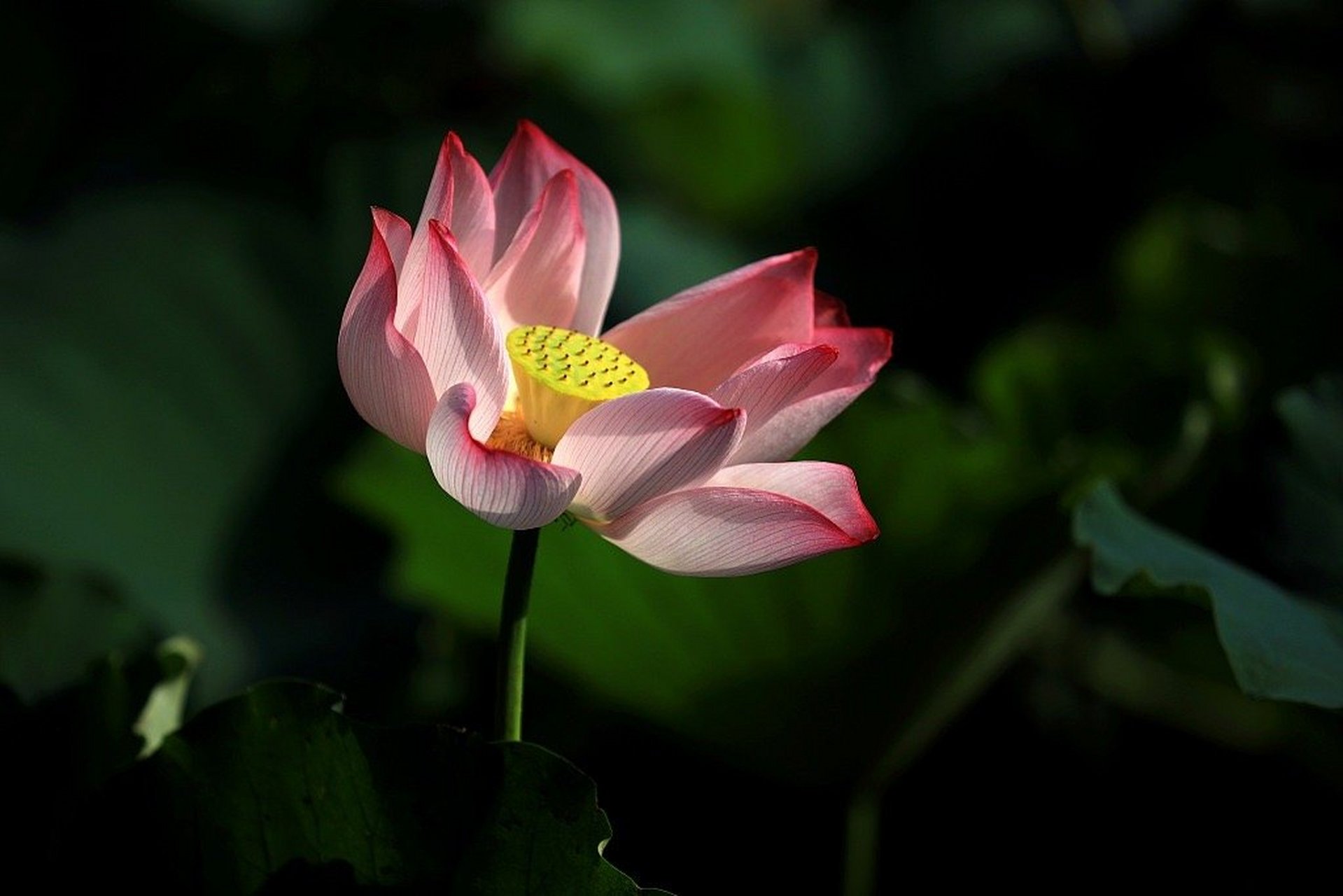 近日,在江苏淮安,楚秀园里的荷花竞相绽放,夜色中的荷花,婀娜多姿,美