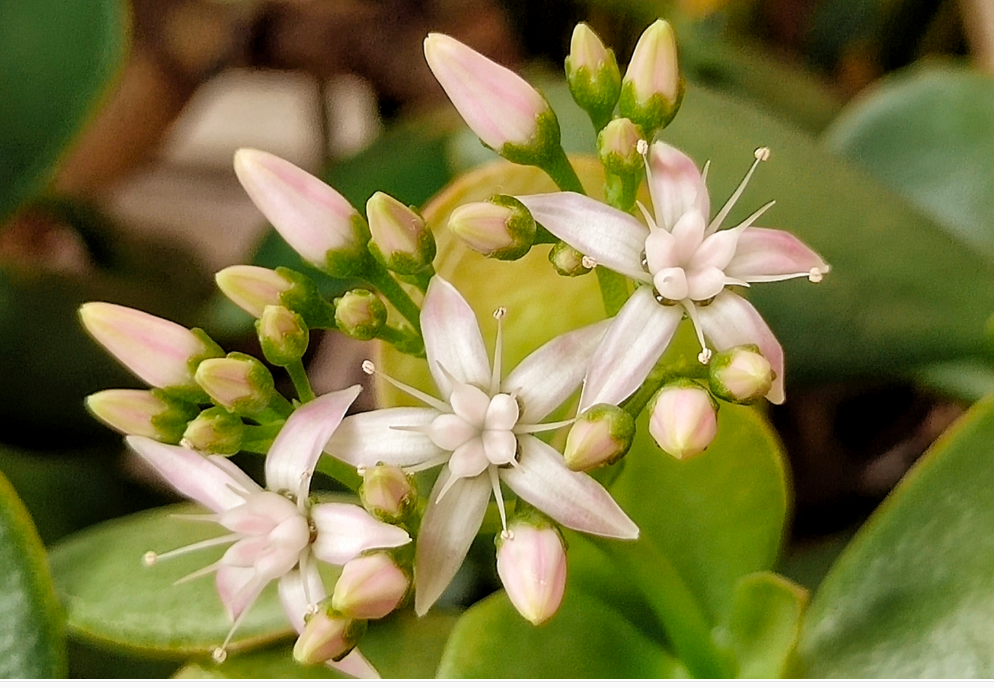 万年青开花吗?