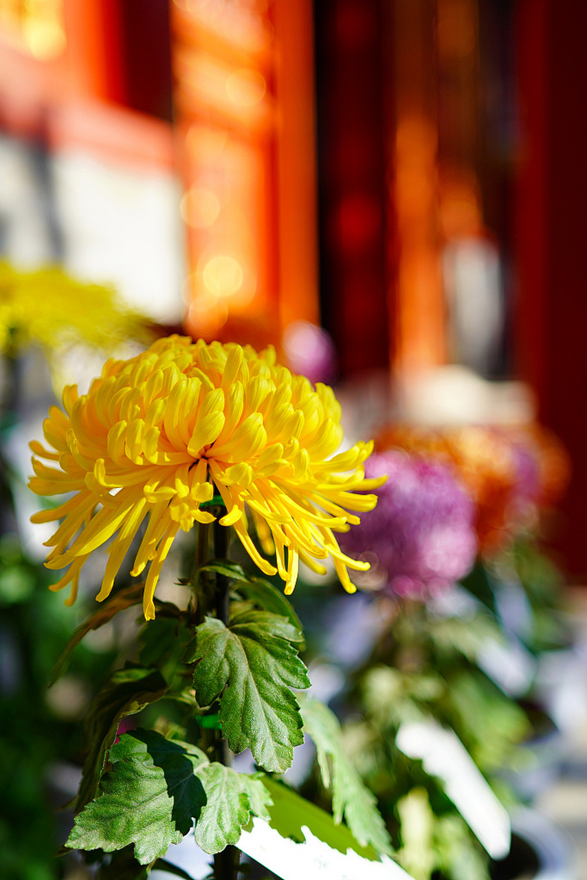近日,北京故宫慈宁宫后花园举办菊花展.各色菊花争奇斗艳,美不胜收.