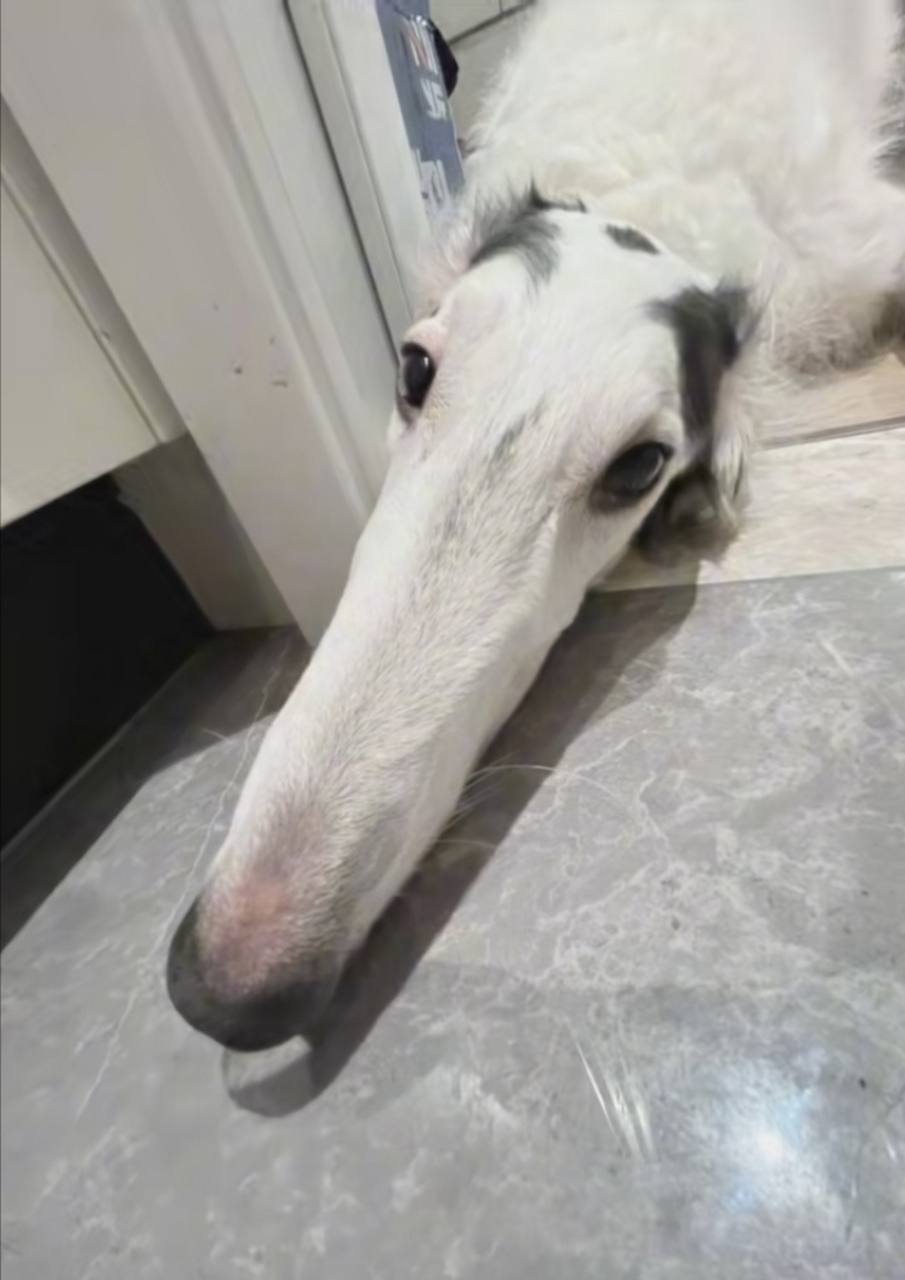 哈哈哈,第一次见"车座子"的小时候,看起来也是蛮可爱的!