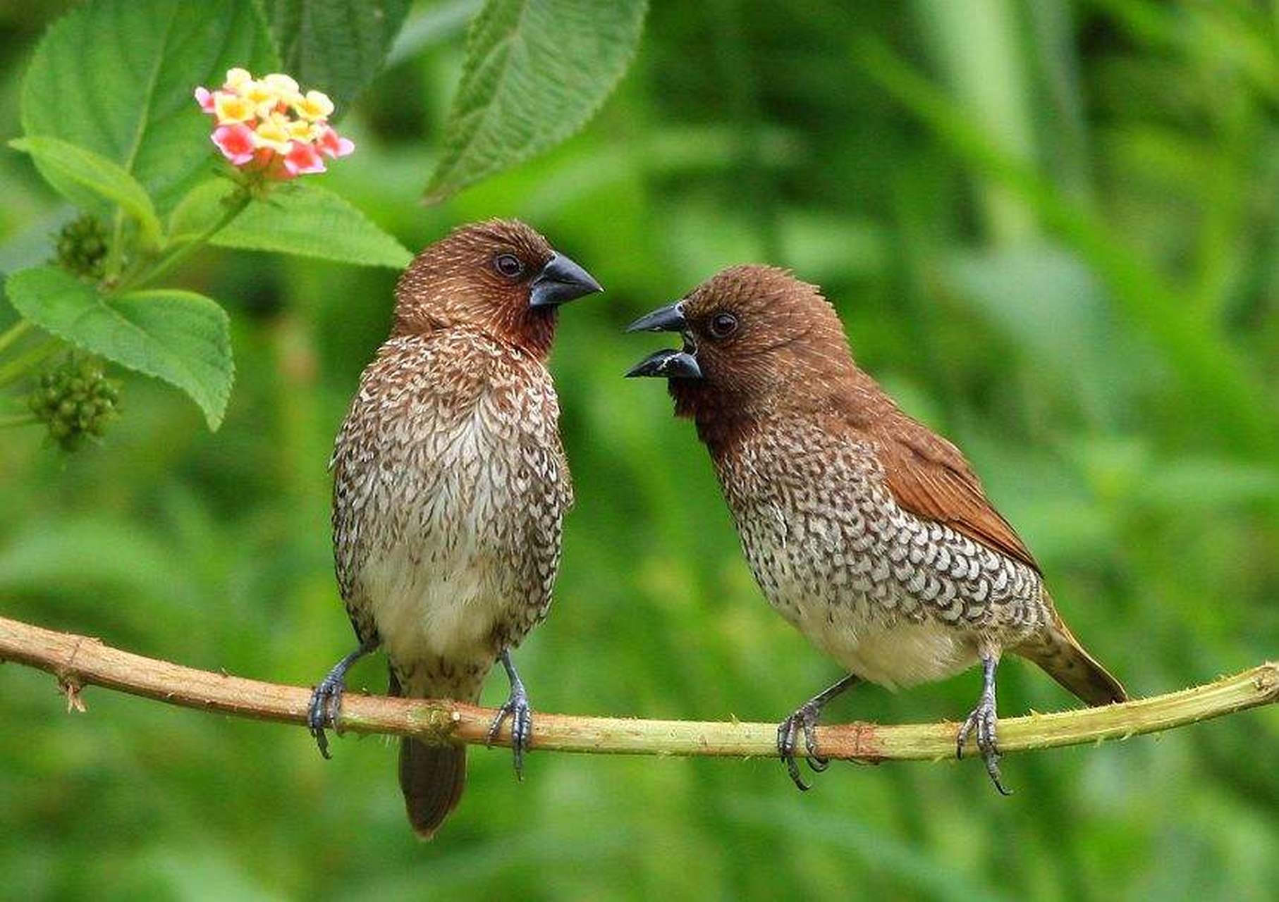 斑文鸟是我国非常常见观赏性鸟类,嘴粗厚黑褐色,上体褐色,下背和尾上