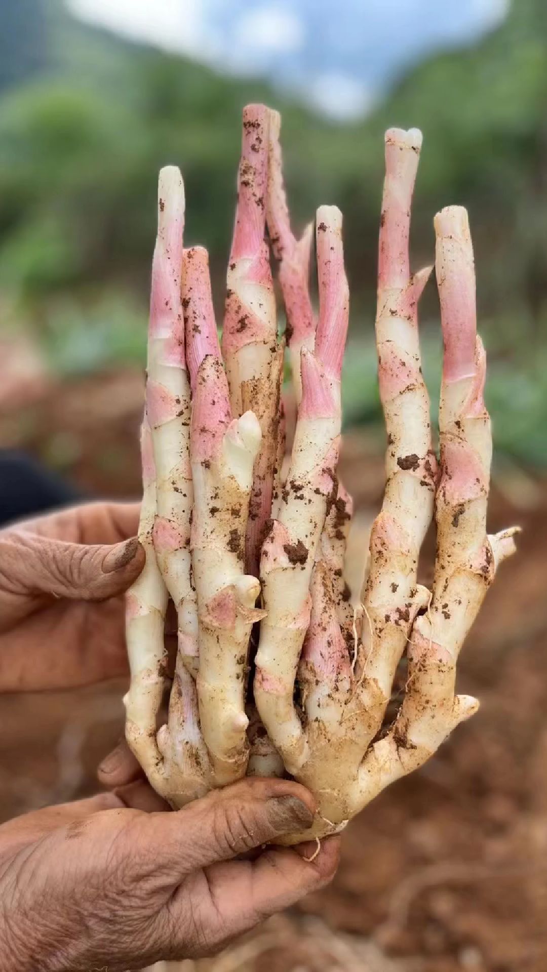 夏季珍品,江永香姜,脆嫩无渣-度小视