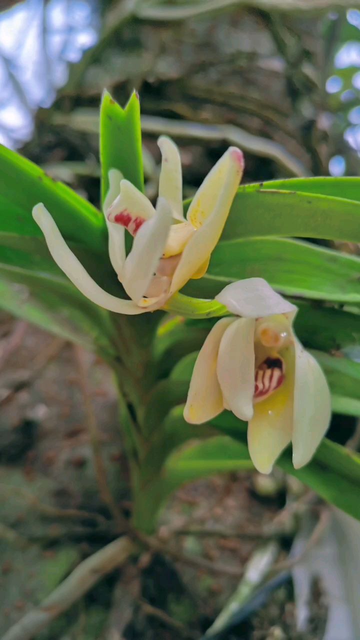 挂在树上的兰花,你见过吗?-度小视