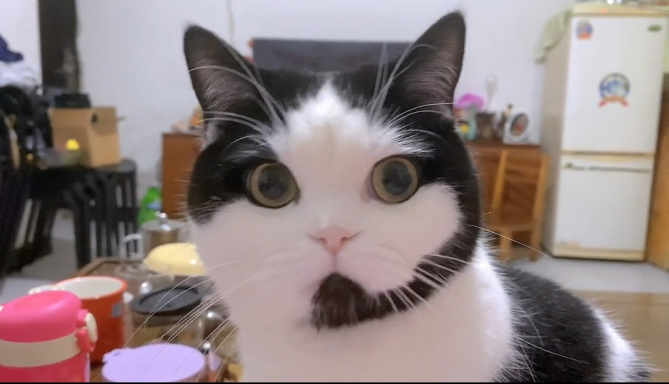 好可爱的客服猫 摩西摩西