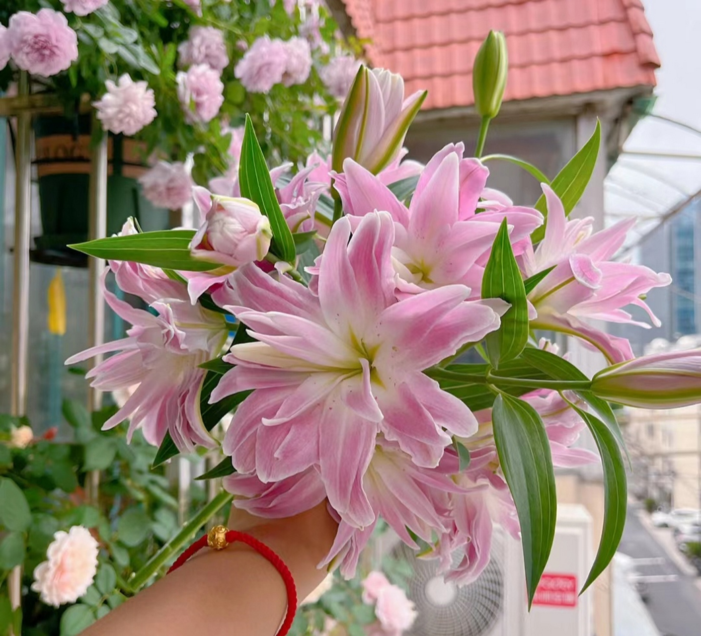 百合花真实照片大图图片