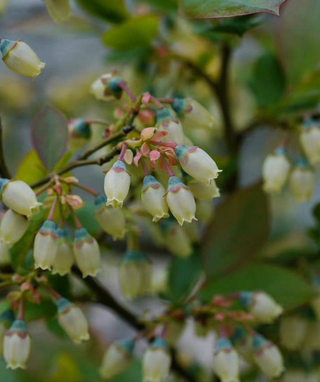 笃斯越橘 vaccinium uliginosum—杜鹃花科越橘属.