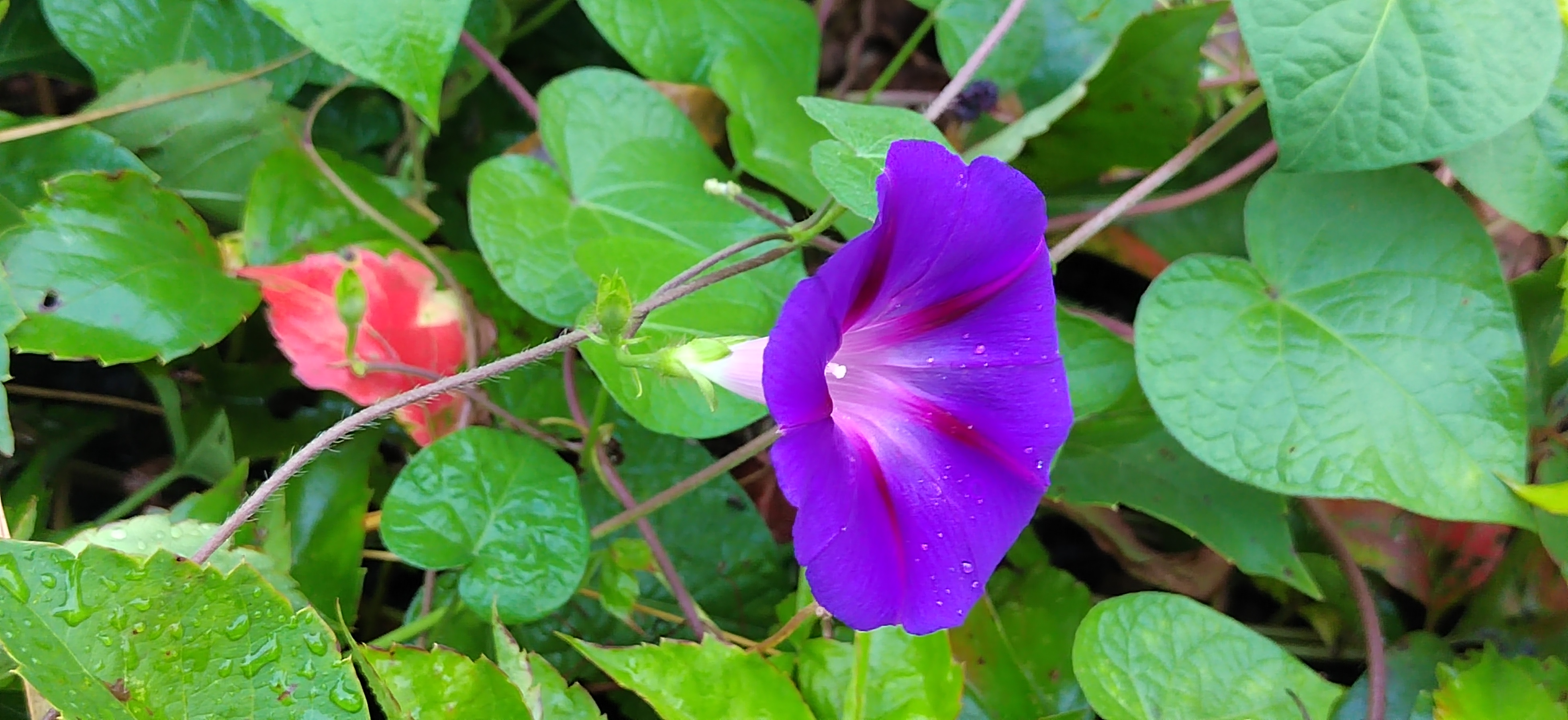 雨后的牵牛花0918