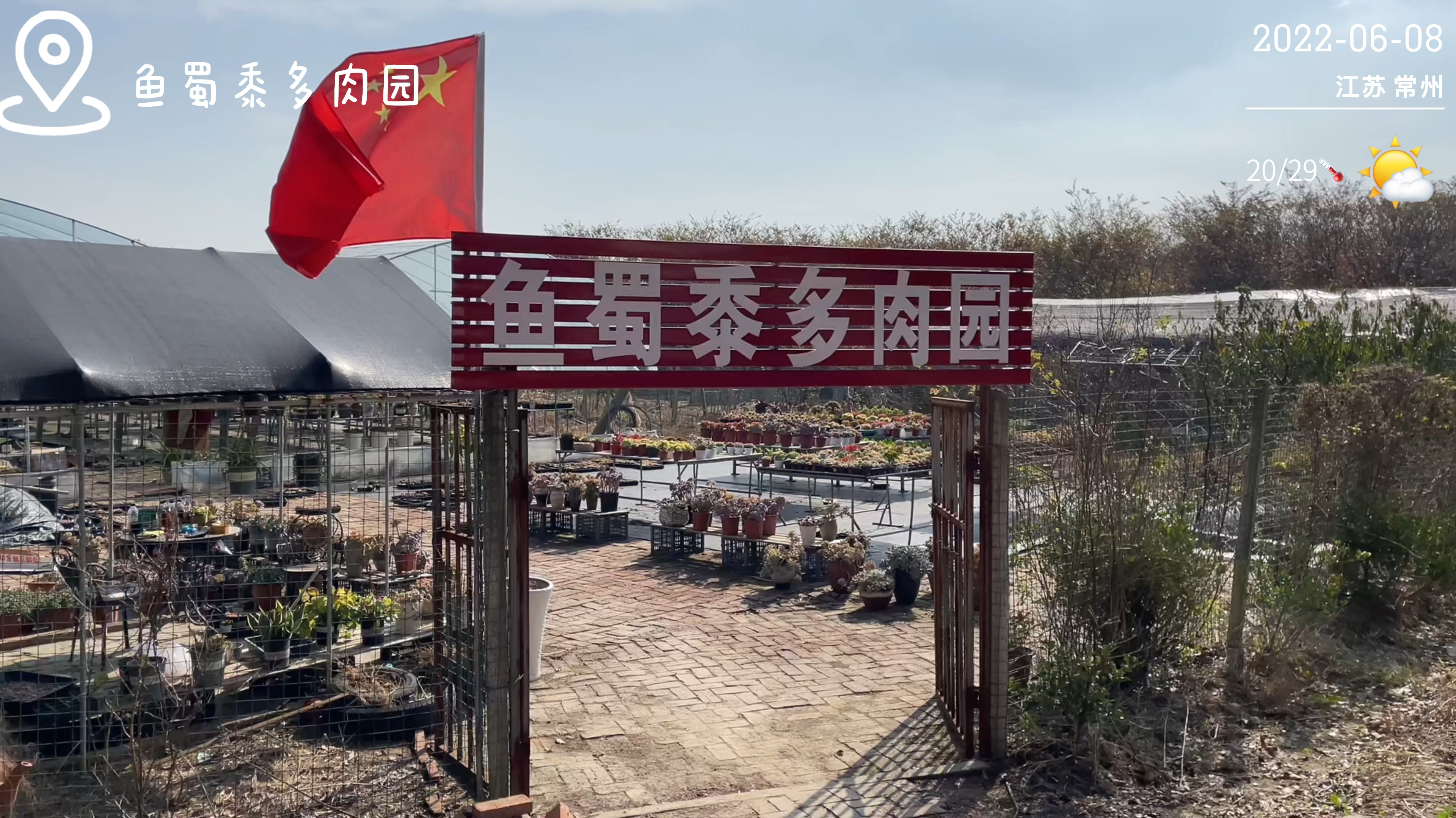 夏天到了,多肉变丑了,请不要沮丧,耐心等待就行