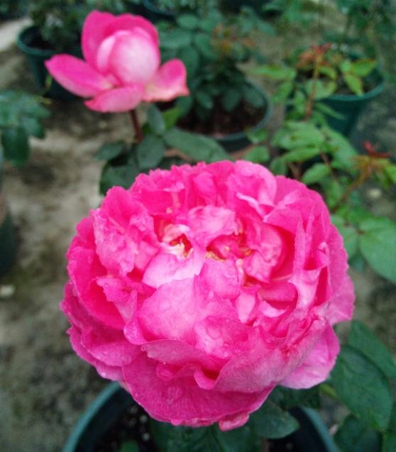 伊芙胭脂香水缺点是花瓣薄,内瓣不规则,显蓬松感,不耐雨