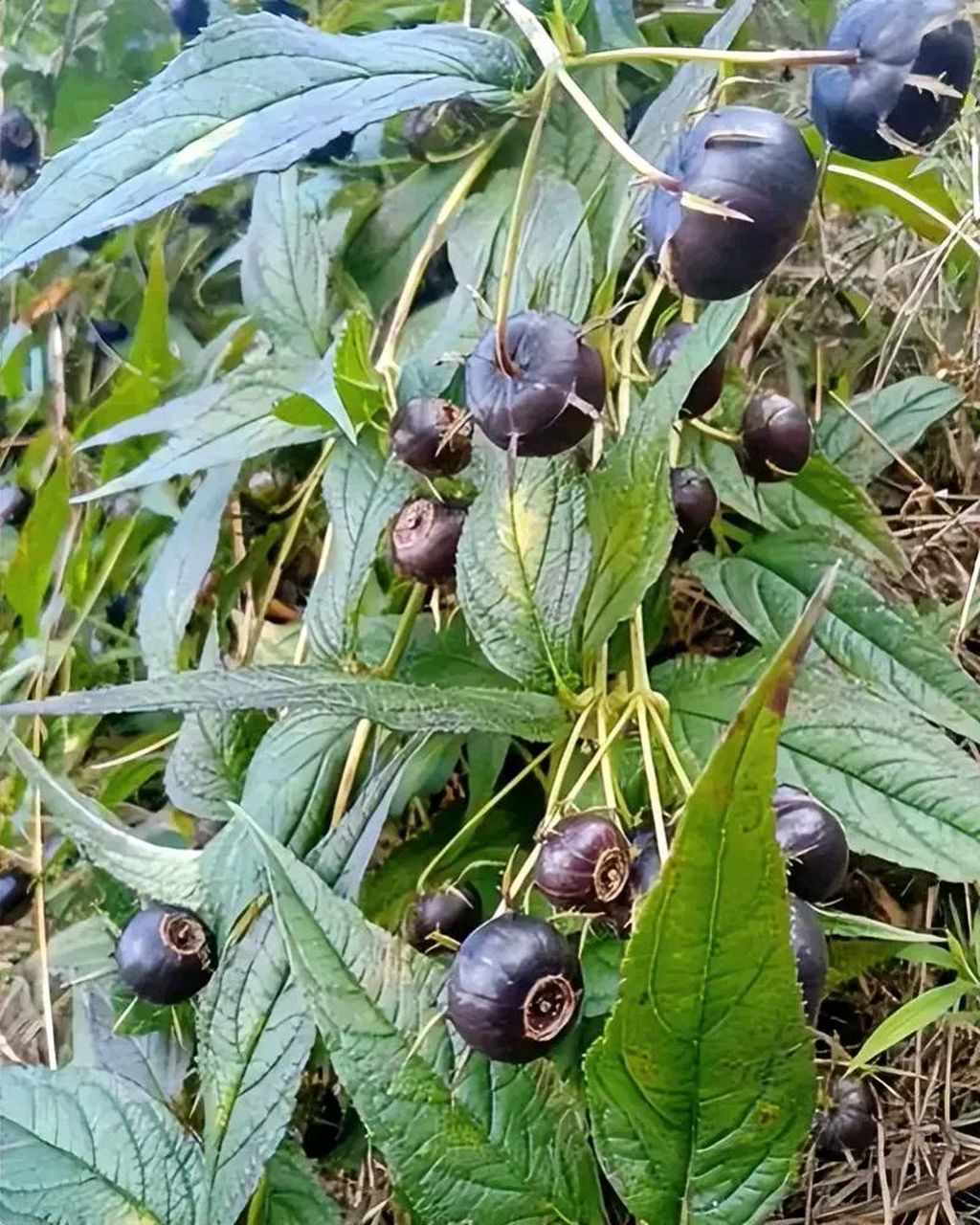 扁竹根果实图片