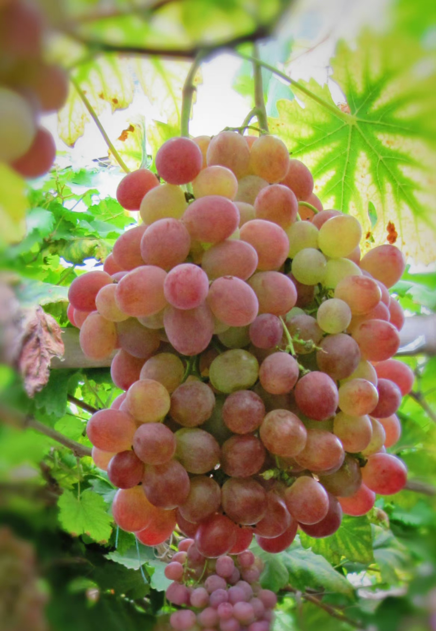 红提,又名:红地球,晚红,葡萄科葡萄属植物.