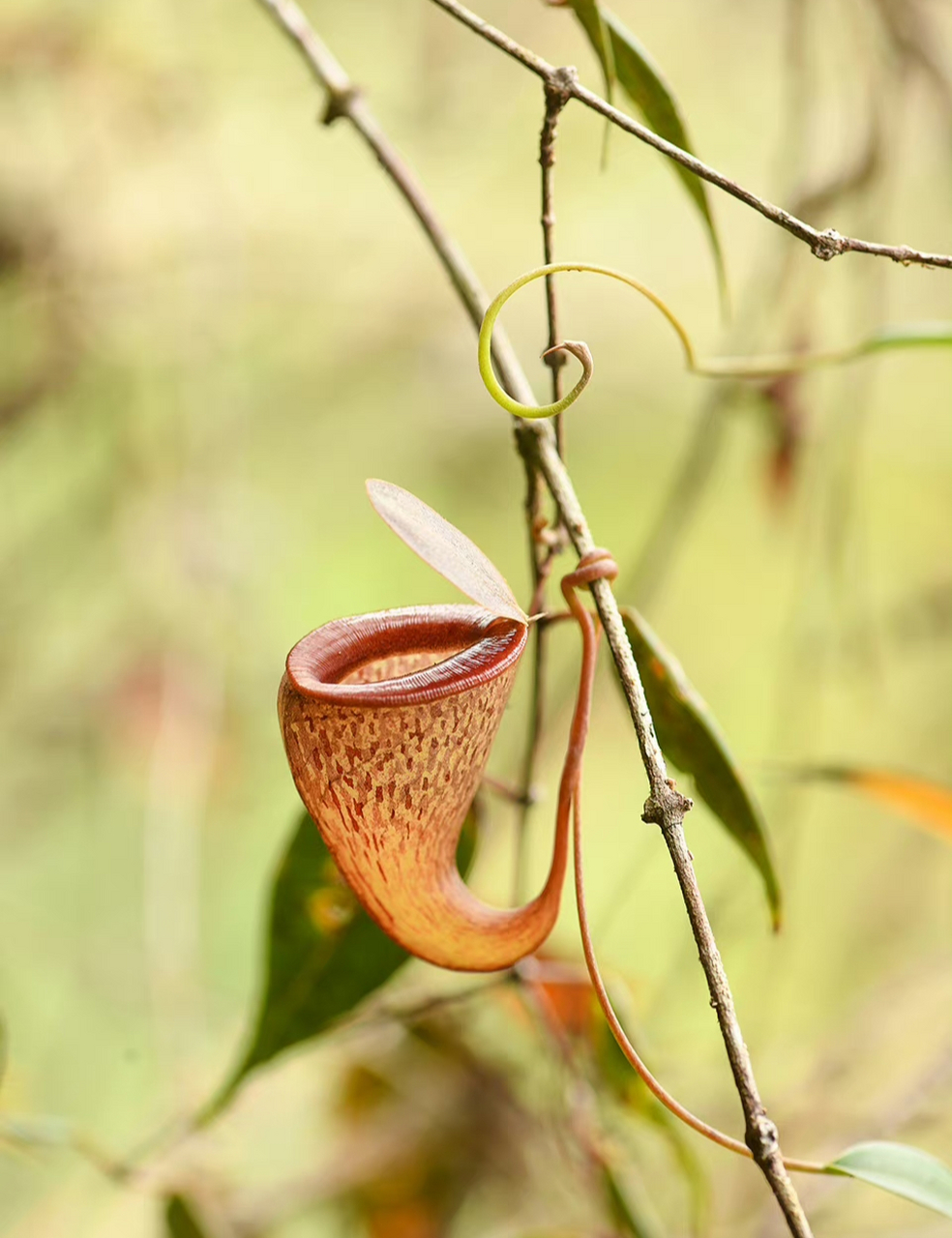 细猪笼草nepenthes tenuis,也是西苏门答腊的特有种,同时是猪笼草里面