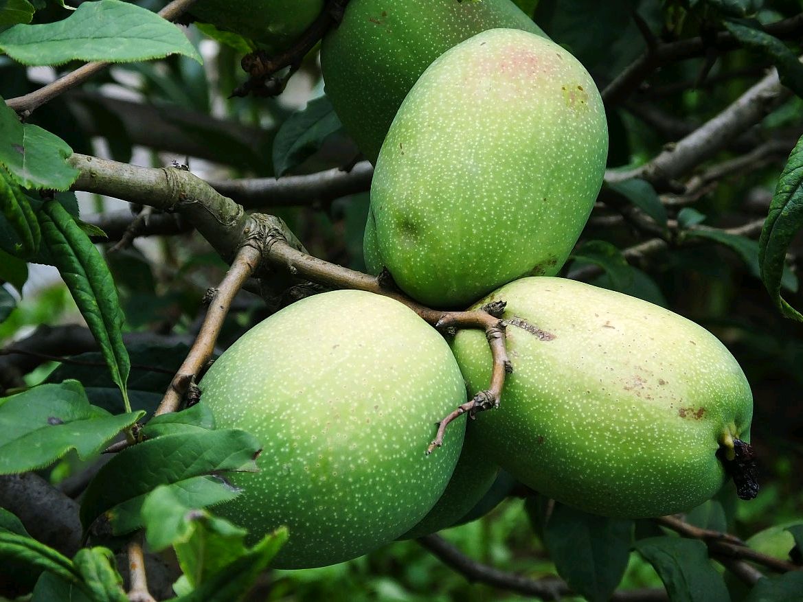 河南"坐在矿车上的县"!金银铜铁都齐全,还有木瓜茶叶和稻田!