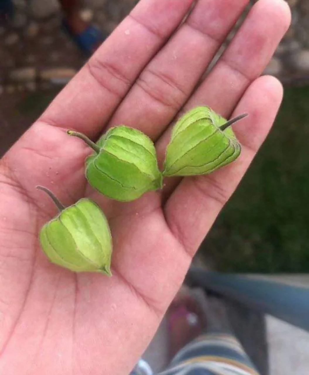 草种子打爆深渊[滑稽][滑稽]#原神# #二次元