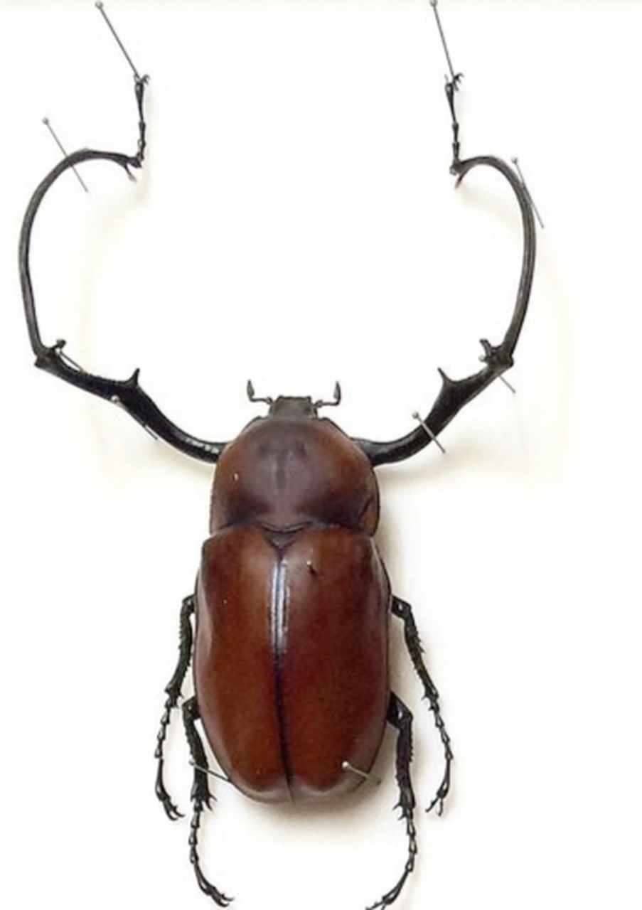 每天认识一种昆虫——茶色长臂金龟 茶色长臂金龟别名苏拉威西茶色长