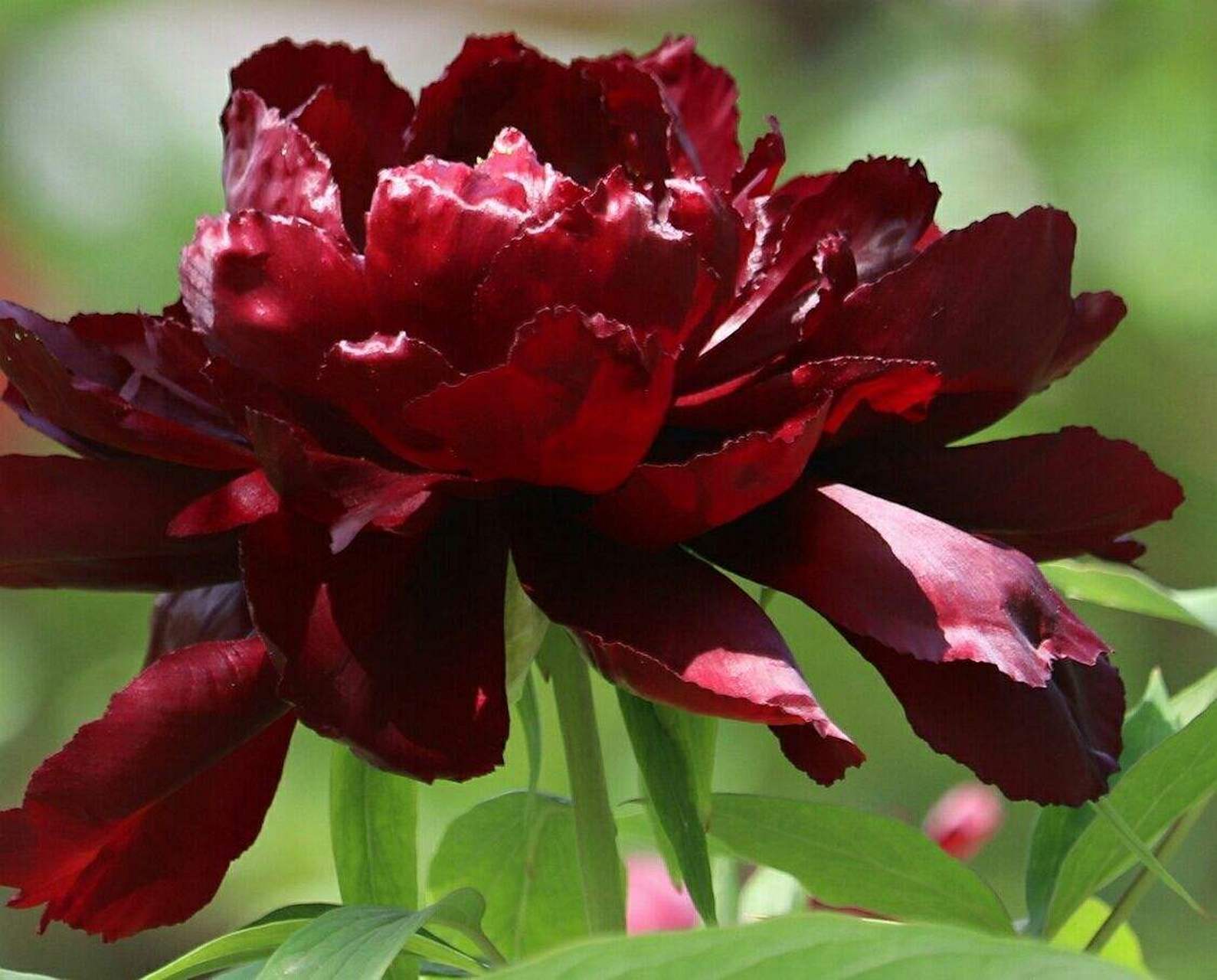 洛阳黑牡丹 ——木芍药 每年的4到5月份,是牡丹花盛开的季节,但不同