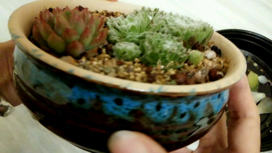 给多肉做个小拼盘,没想到也挺漂亮的,这个盆子没白买