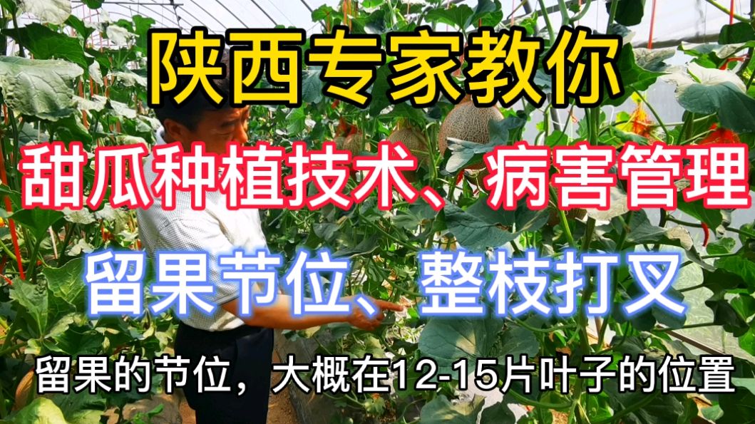 陕西专家教你甜瓜种植全套技术:病害水肥管理,留果节位整枝方式