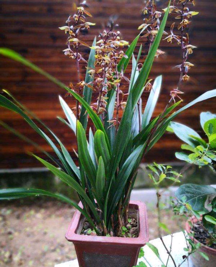 墨兰- 优质问答专区