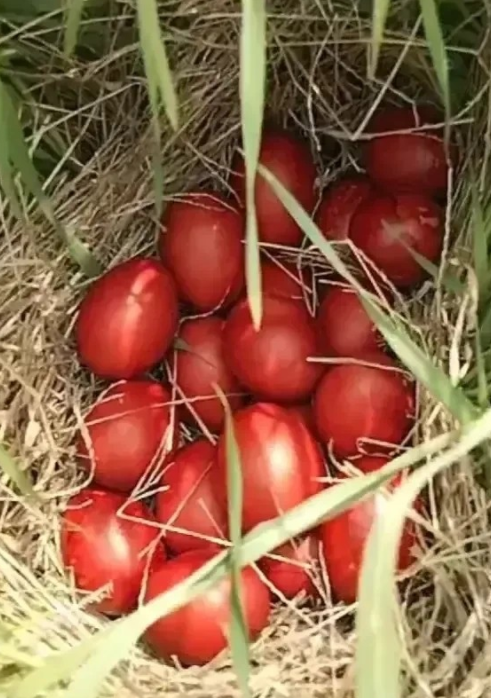 四川的刘女士去野外踏青,在草丛里发现鸟巢有红色的鸟蛋引起热议