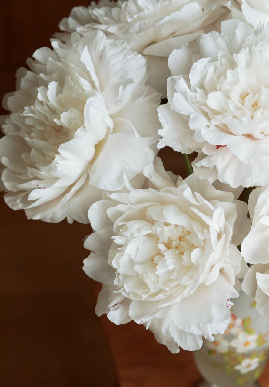 芍药 杨妃出浴 6767仙气袅袅,娇艳欲滴粉嫩饱满.